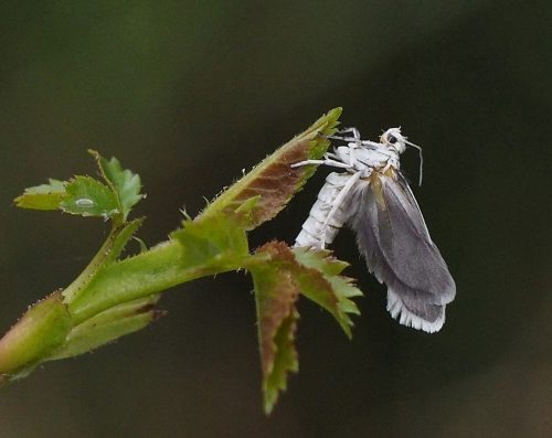 recognize ermine moth