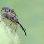 recognize the hollyhock weevil