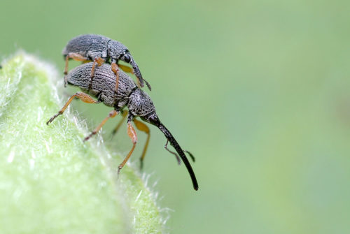 recognize the hollyhock weevil