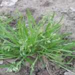 recognize grass species, weeds