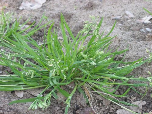 recognize grass species, weeds