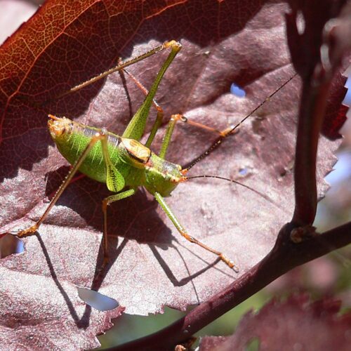 recognize the Speckled bush-cricket