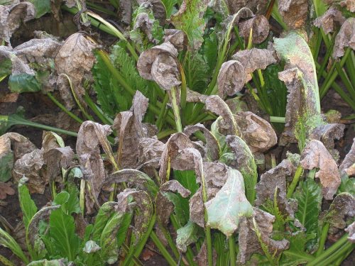 recognize Cercospora leaf spot on sugarbeets