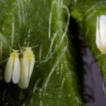 recognize silverleaf whitefly