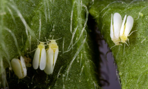recognize silverleaf whitefly