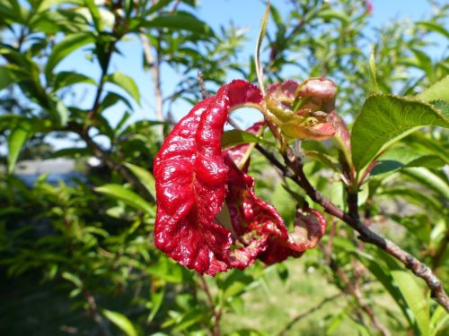 recognize peach leaf curl