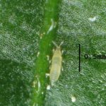 recognize nymph thrips