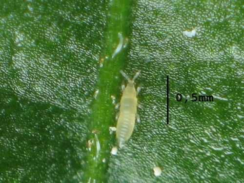 recognize nymph thrips