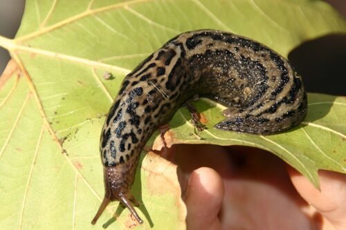 recognize the great grey slug