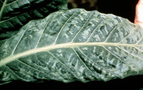 recognize Tobacco mosaic virus on tobacco