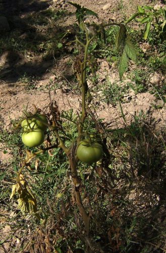 recognize Fusarium wilt in tomato