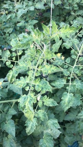 Herkennen Tomato Brown Rugose Fruit Virus