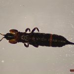 recognize thrips