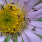 recognize thrips