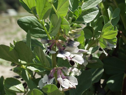recognize flowers of broad bean