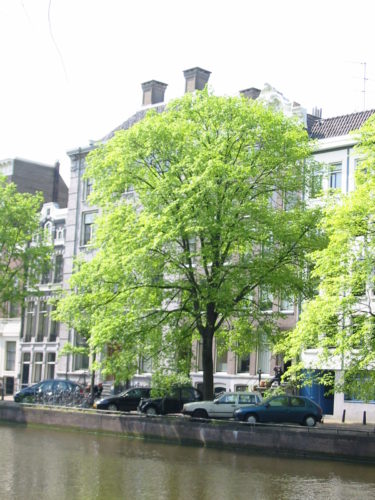 recognize Dutch elm