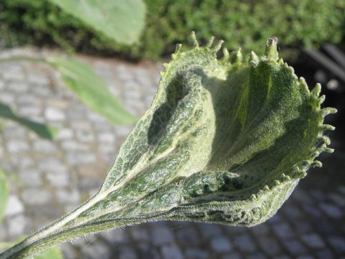 recognize downy mildew