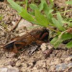 recognize mole cricket