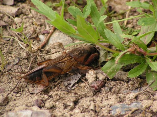 recognize mole cricket