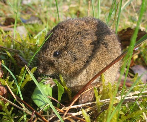 recognize common vole