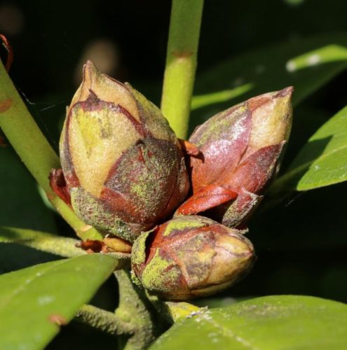 recognize Rhododendron Blight