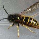 recognize a wasp