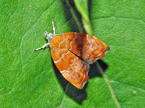 recognize fig leaf roller