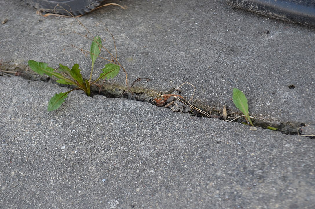 herkennen van onkruid, ongewenste planten