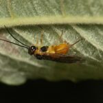 recognize willow sawfly