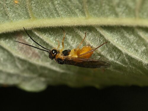 recognize willow sawfly