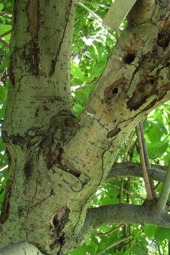 recognize damage Walnut Husk Fly