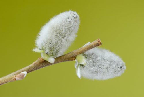 recognize catkins