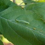 recognize caterpillar winter moth