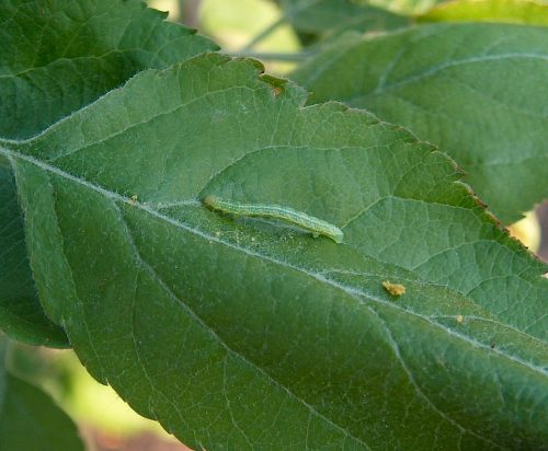 recognize caterpillar winter moth