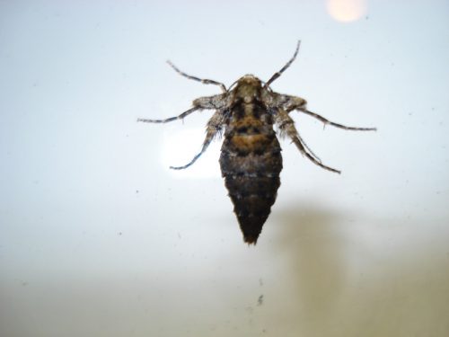 recognize female winter moth