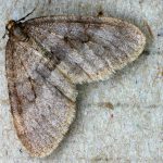 recognize winter moth - male