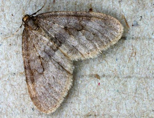 recognize winter moth - male