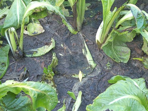 recognize Pseudomonas marginalis on chicory