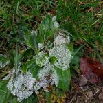 recognize White-footed Slime, a fungus