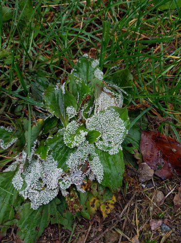 recognize White-footed Slime, a fungus