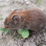 Woelmuizen kunnen schade veroorzaken aan wortels van heesters en bomen