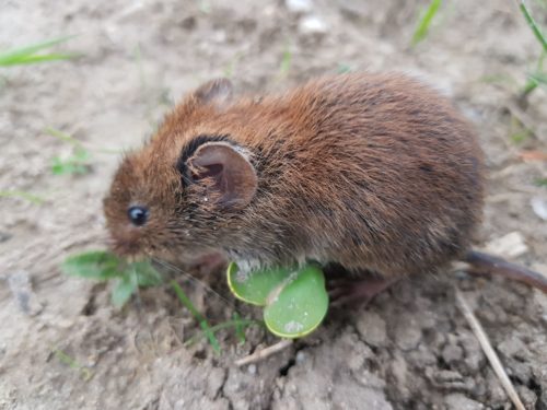 Woelmuizen kunnen schade veroorzaken aan wortels van heesters en bomen