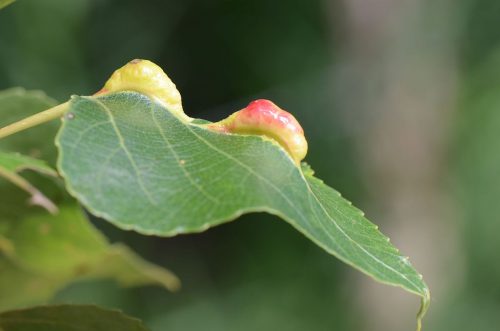 recognize gall of Lettuce-root aphid