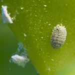 recognize a mealybug