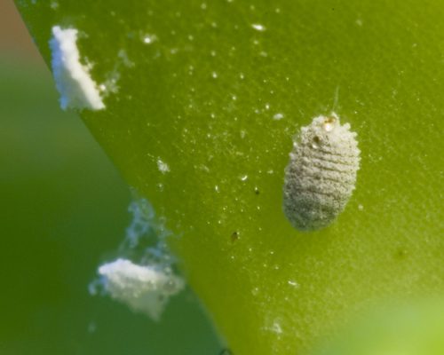 recognize a mealybug