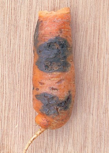 recognize black rot on carrot