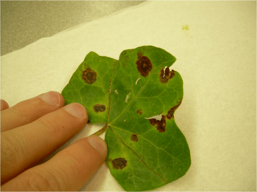 Recognize bacterial leaf blight