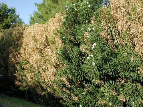 herkennen Xylella (olijfbomenpest) op Oleander
