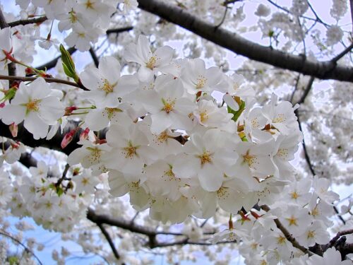 recognize flowers Yoshina Sakura