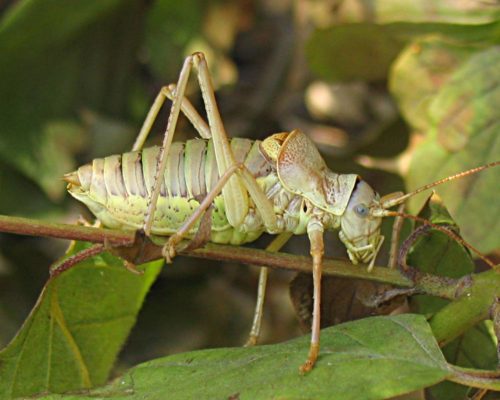 recognize a Saddle-backed bush cricket